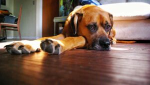 Le CBD peut-il aider un chien dépressif 